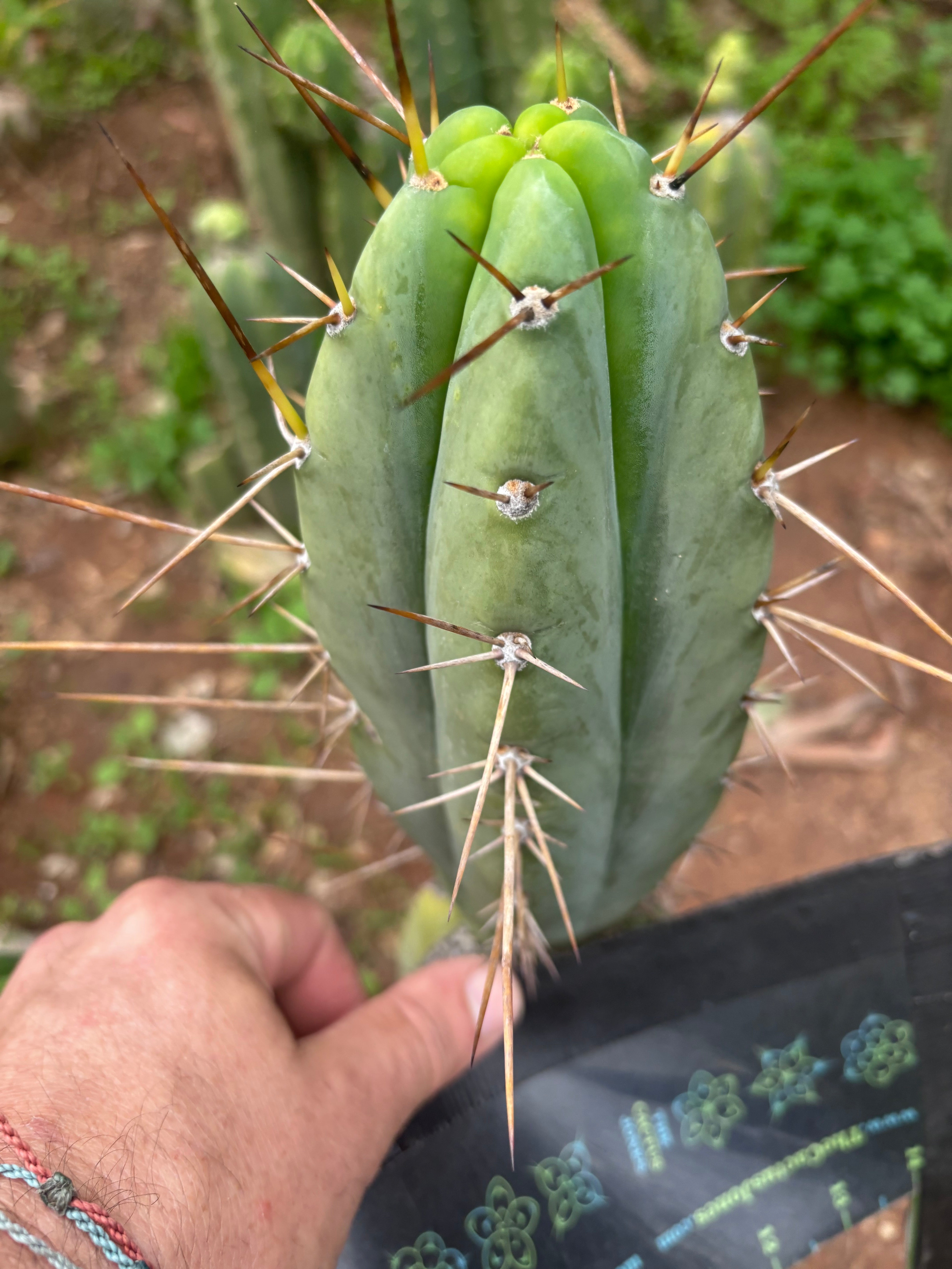 👑🌶️🌶️ Pala! — 7.5” Tip