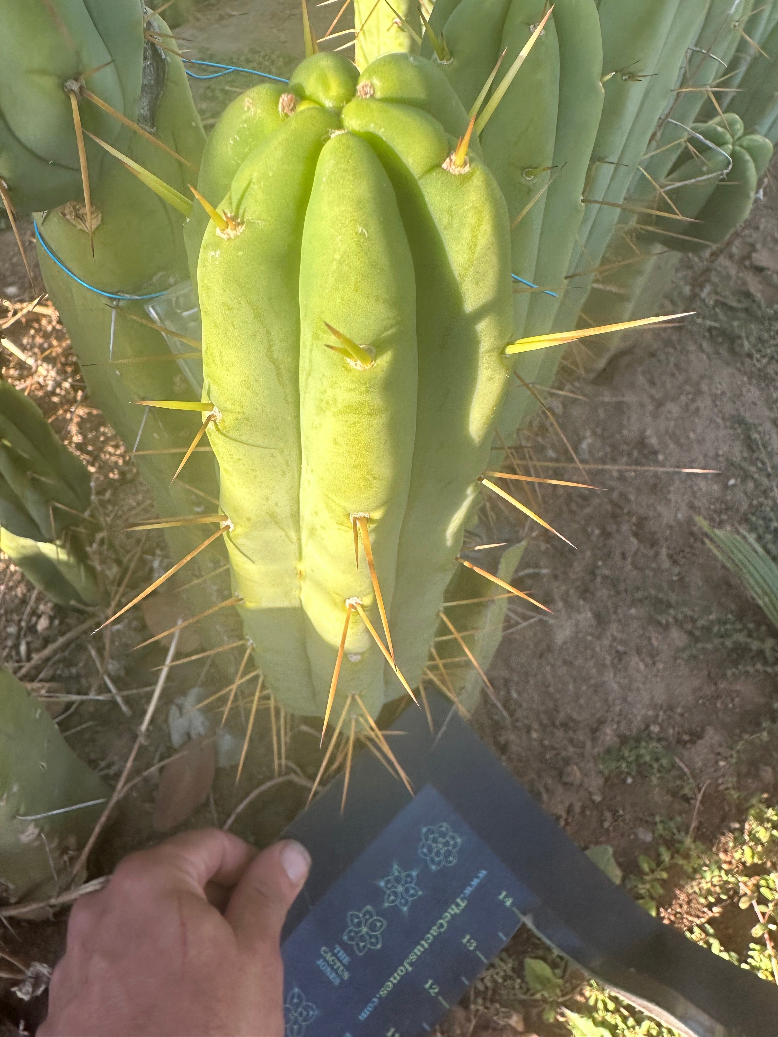 👑🌶️🌶️ Jiimz Twin Spine  — 12” Tips