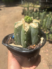💎👑💎 Havran — Pup Graft on Rooted Shine01
