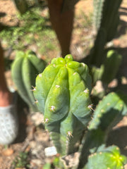 🌶️🌶️ NoidTwo — 10” Tip