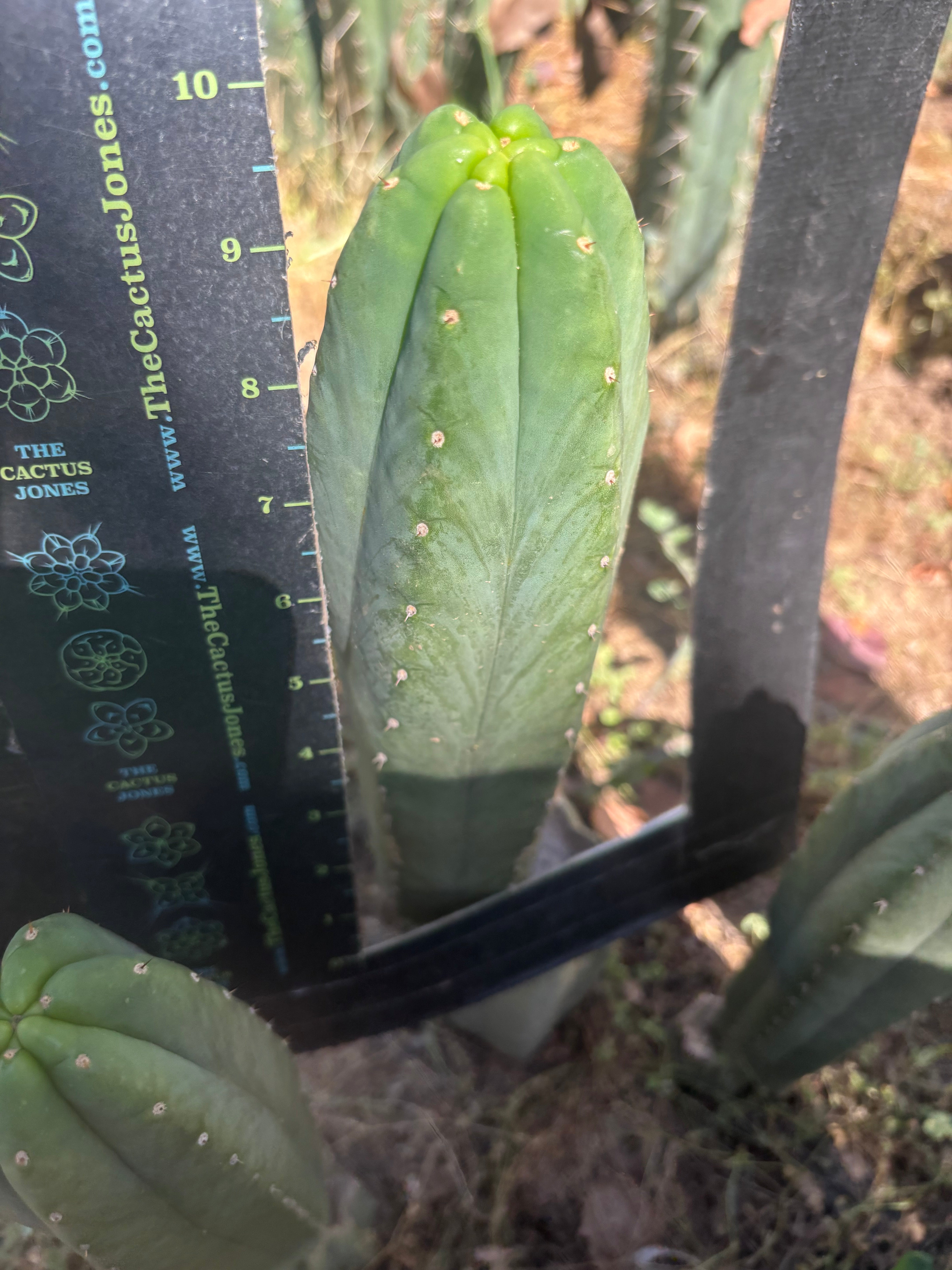 👑🌶️ Genesis — 10” Tip
