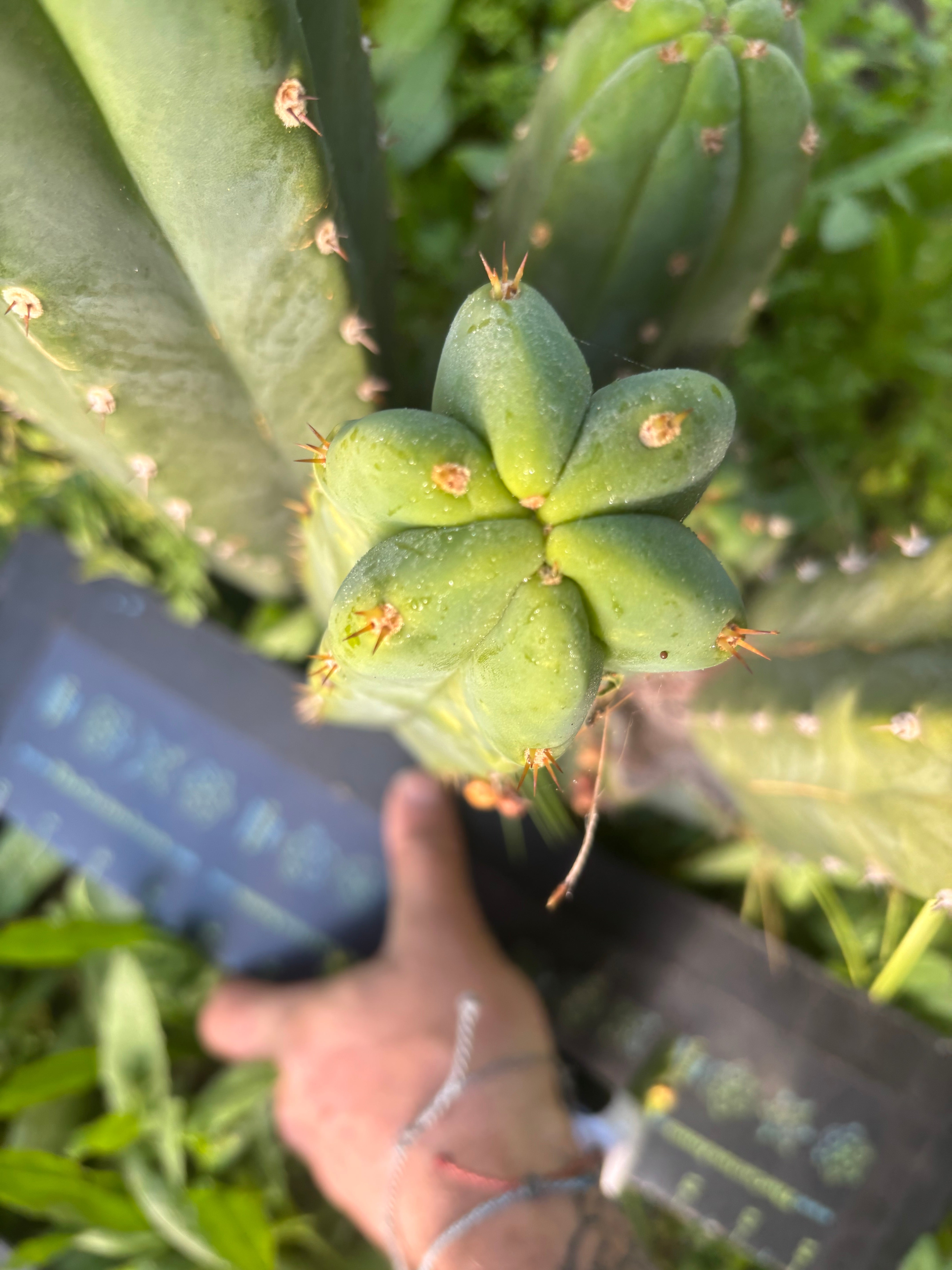 🌶️🌶️ NoidTwo — 11” Tip