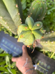 🌶️🌶️ NoidTwo — 11” Tip