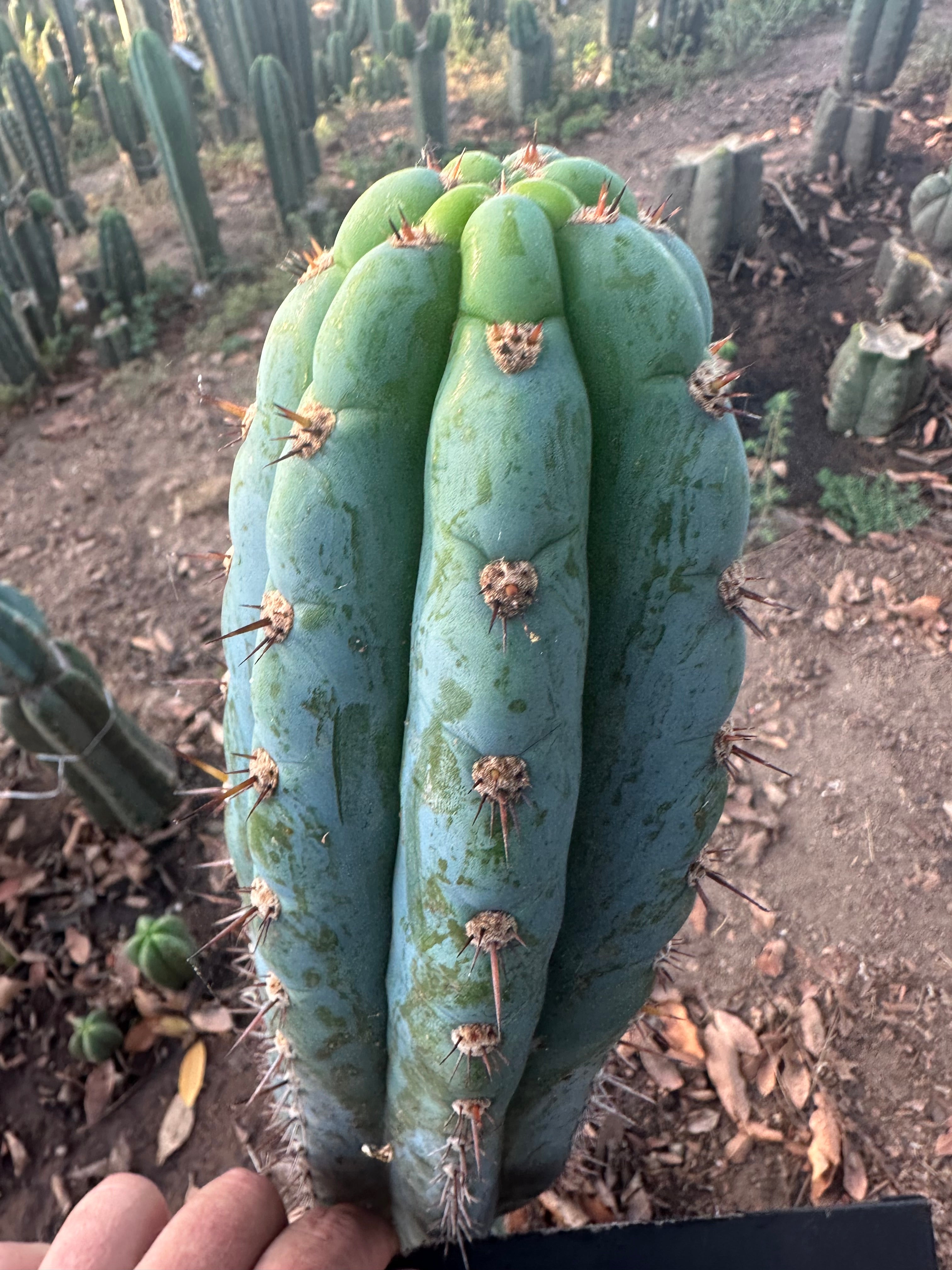 👑🌶️ Los Gentiles—  10” Tip