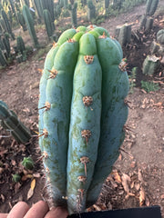 👑🌶️ Los Gentiles—  10” Tip