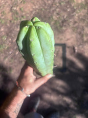 👑🌶️🌶️  Jiimz Twin Spine — XL 14” Tips