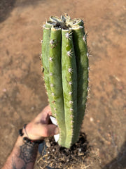 🌶️ Tipz x Super Pedro — 14” Fully Rooted Stump