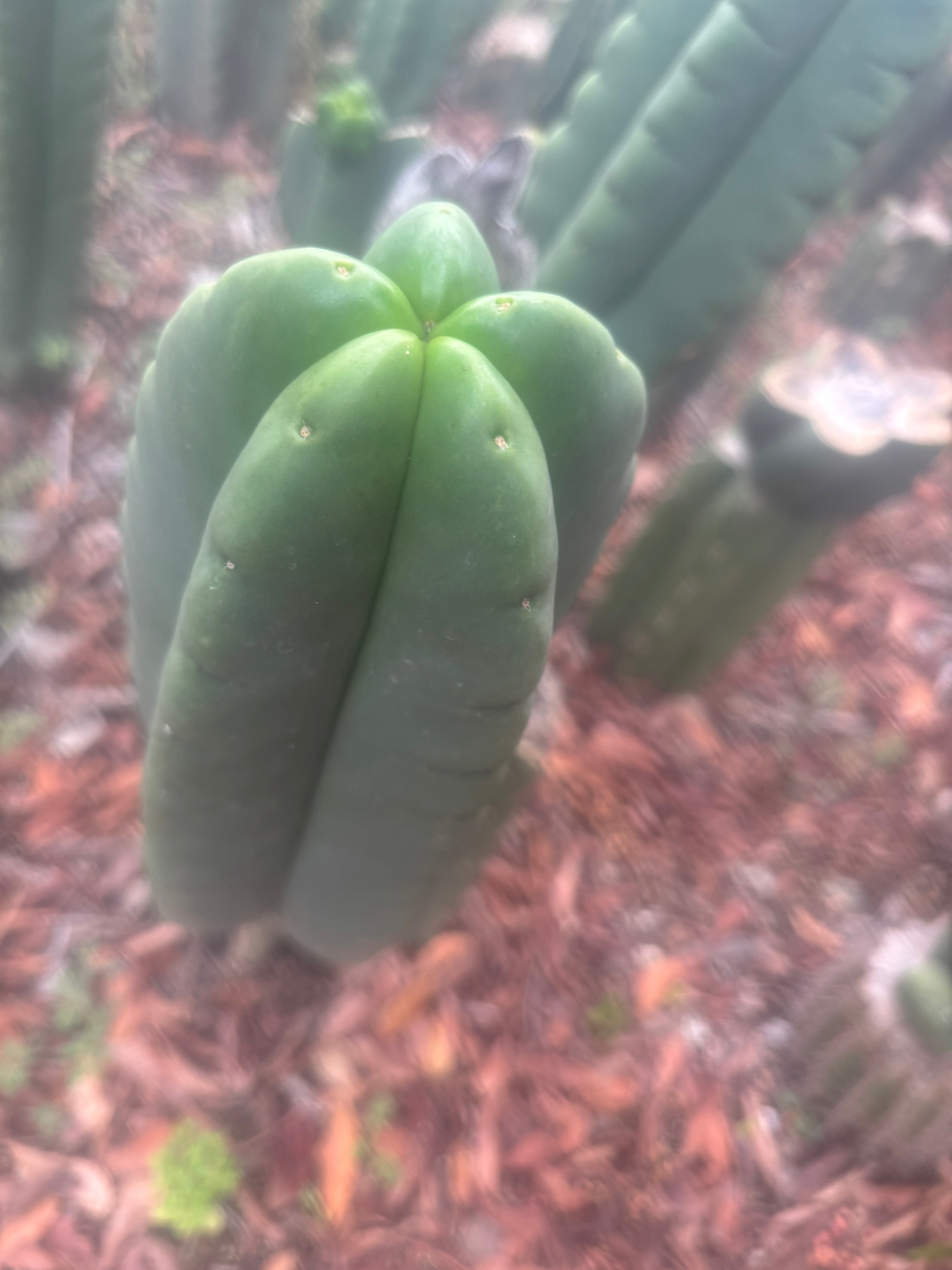 💎👑🌶️ Ferah — Plump 10” Pup