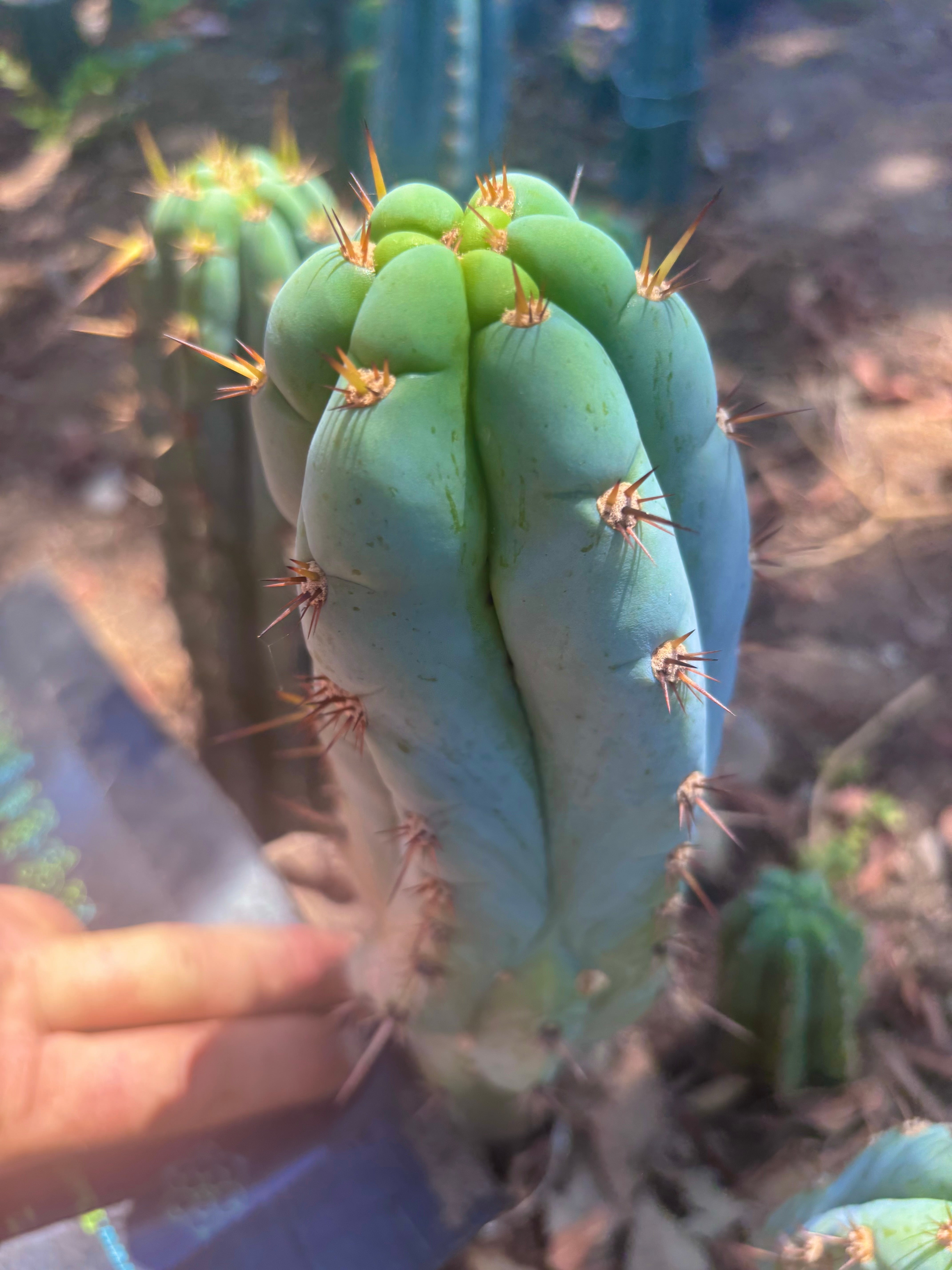 💎👑🌶️ Sharxx Blue — 9.5” Pup
