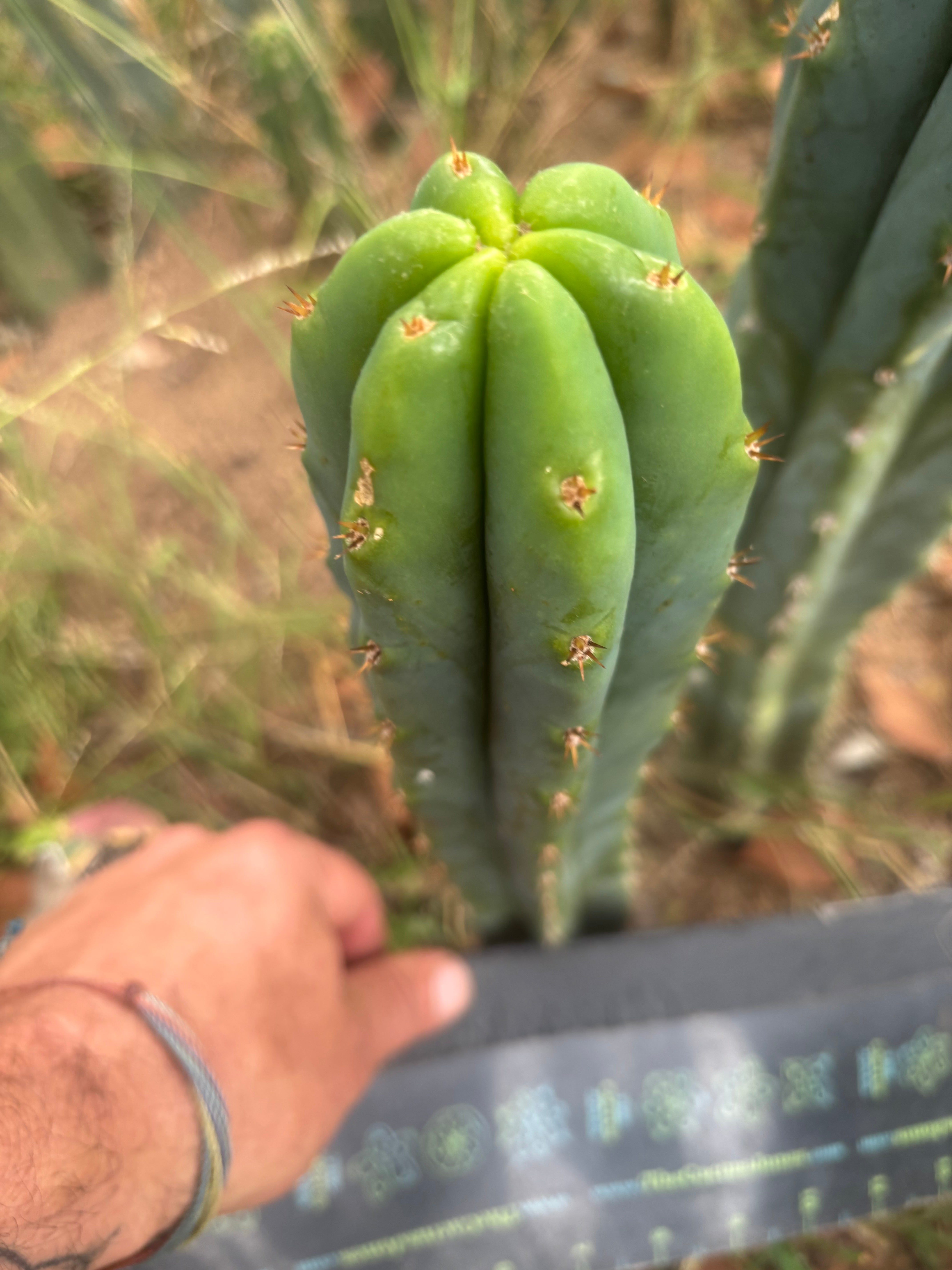 🌶️🌶️ NoidTwo — 11” Tip