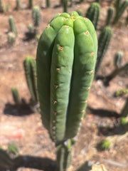 👑🌶️🌶️ Ogun — Fat 10” Tip