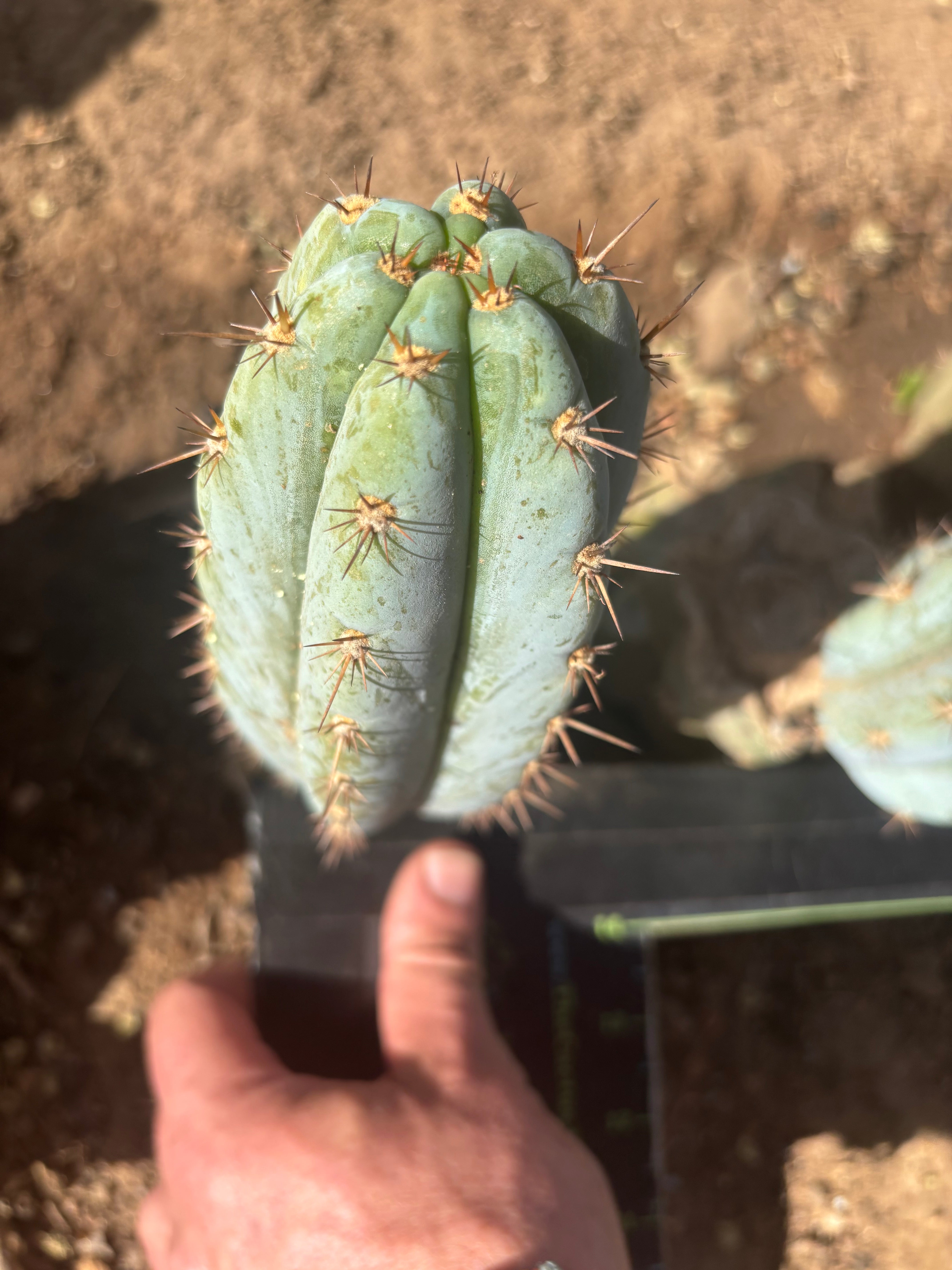 💎👑  Bart! (Monassa Blue) — 7” Pup