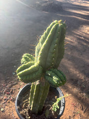 💎👑💎 Havran — Biggest Rooted Graft Ever!