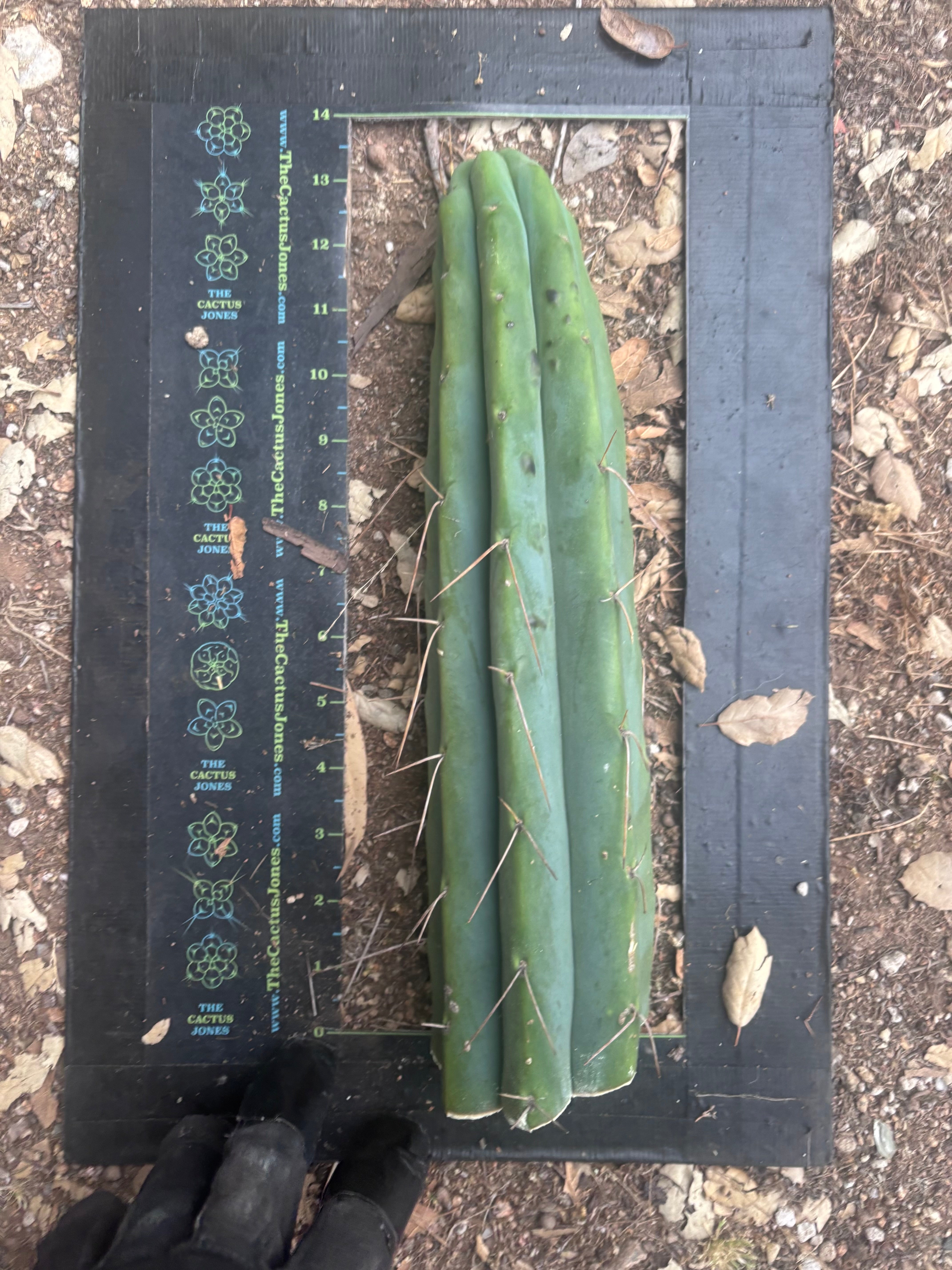 👑🌶️ Psycho0’  — 14” Tip