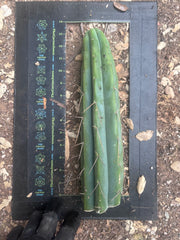 👑🌶️ Psycho0’  — 14” Tip