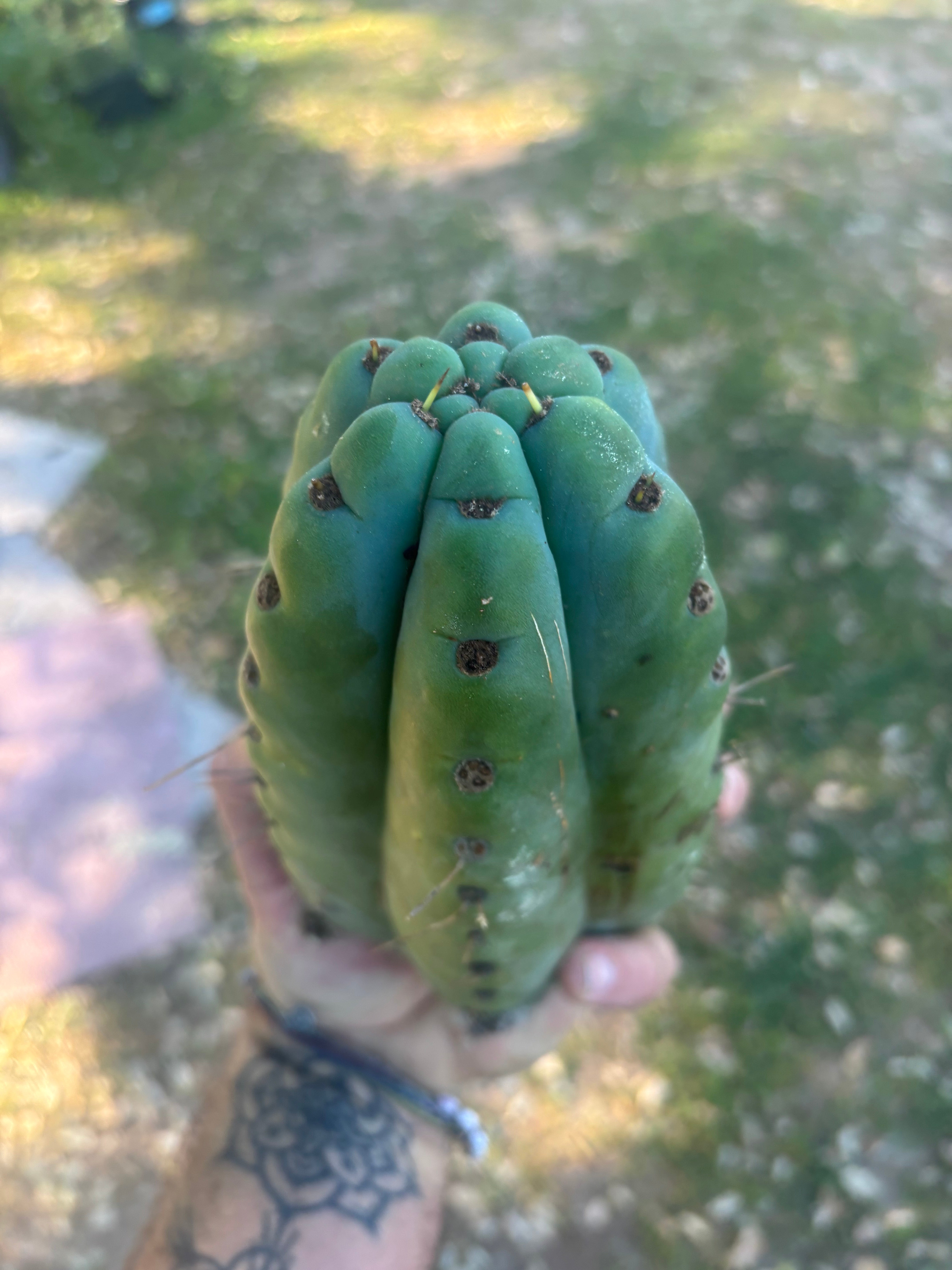 💎🌶️🌶️ NOM —  8” Tip Chonk
