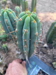 👑🌶️ Sharina — 11” Pup