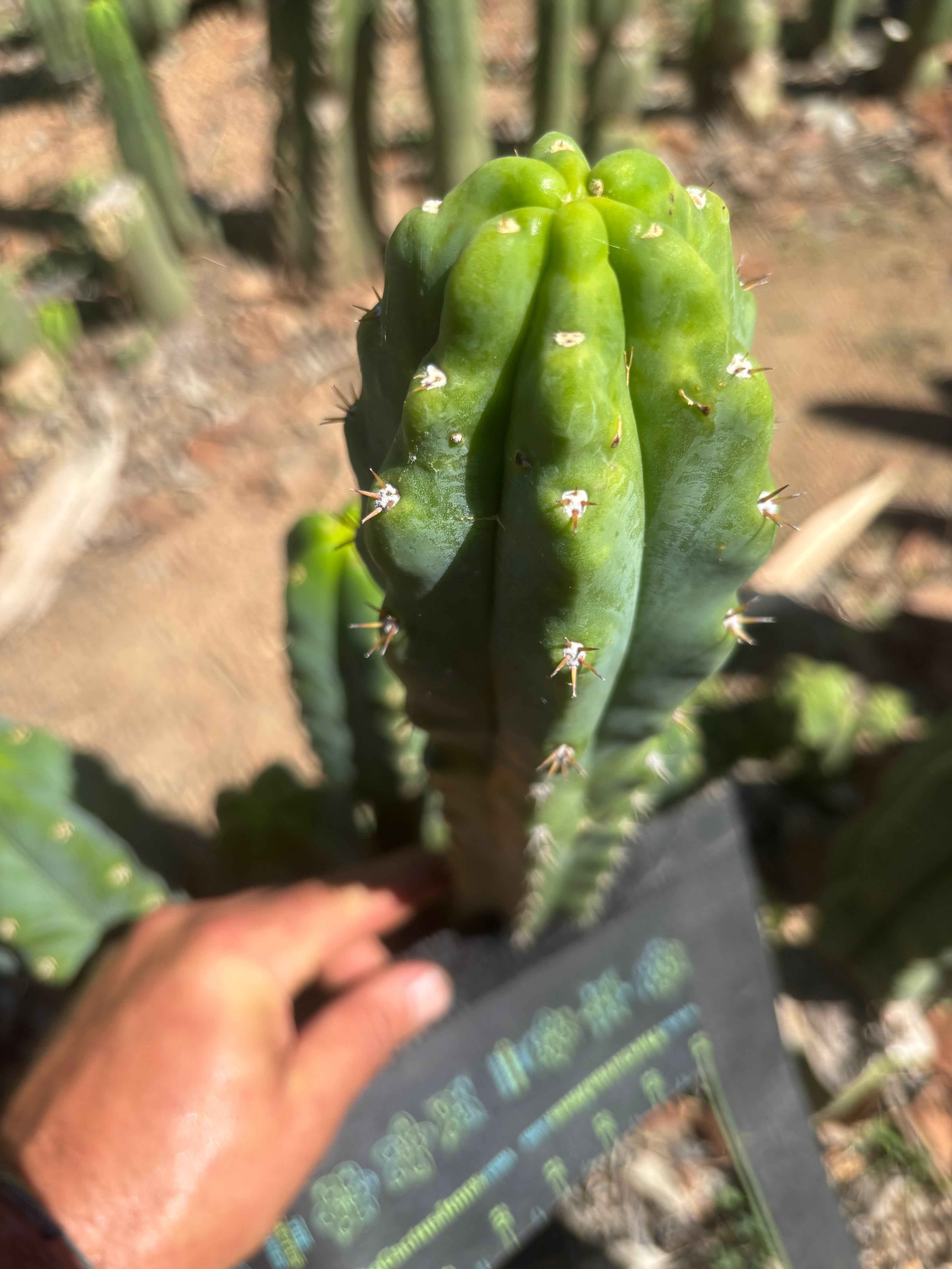 🌶️🌶️ NoidTwo — 10” Tip