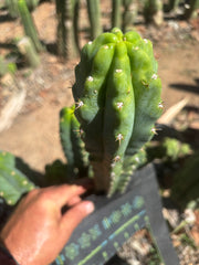 🌶️🌶️ NoidTwo — 10” Tip