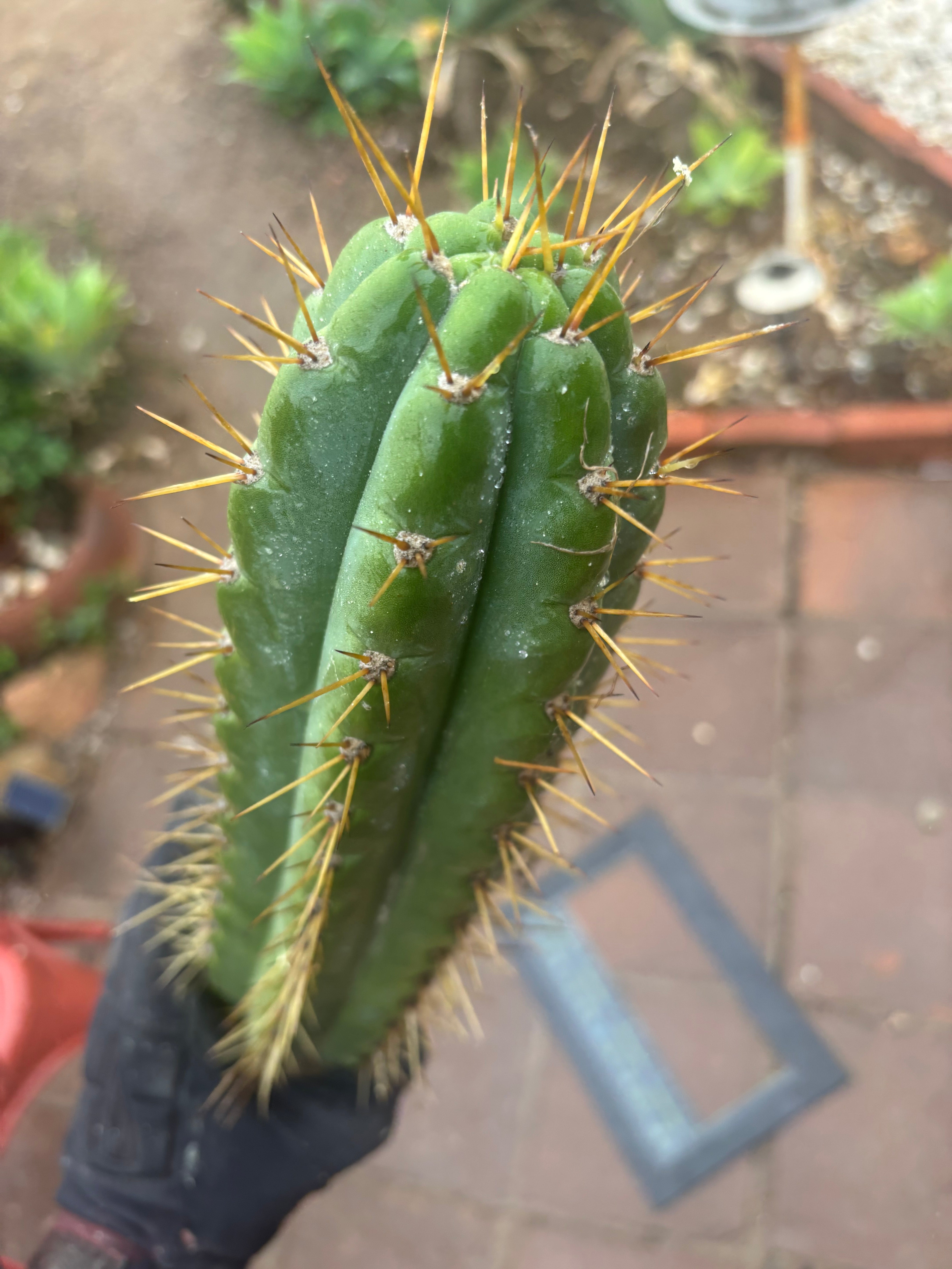 🌶️ SS02 x Kimura’s Spiny Giant   — 14” Tip