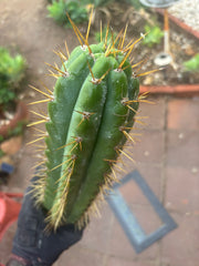 🌶️ SS02 x Kimura’s Spiny Giant   — 14” Tip