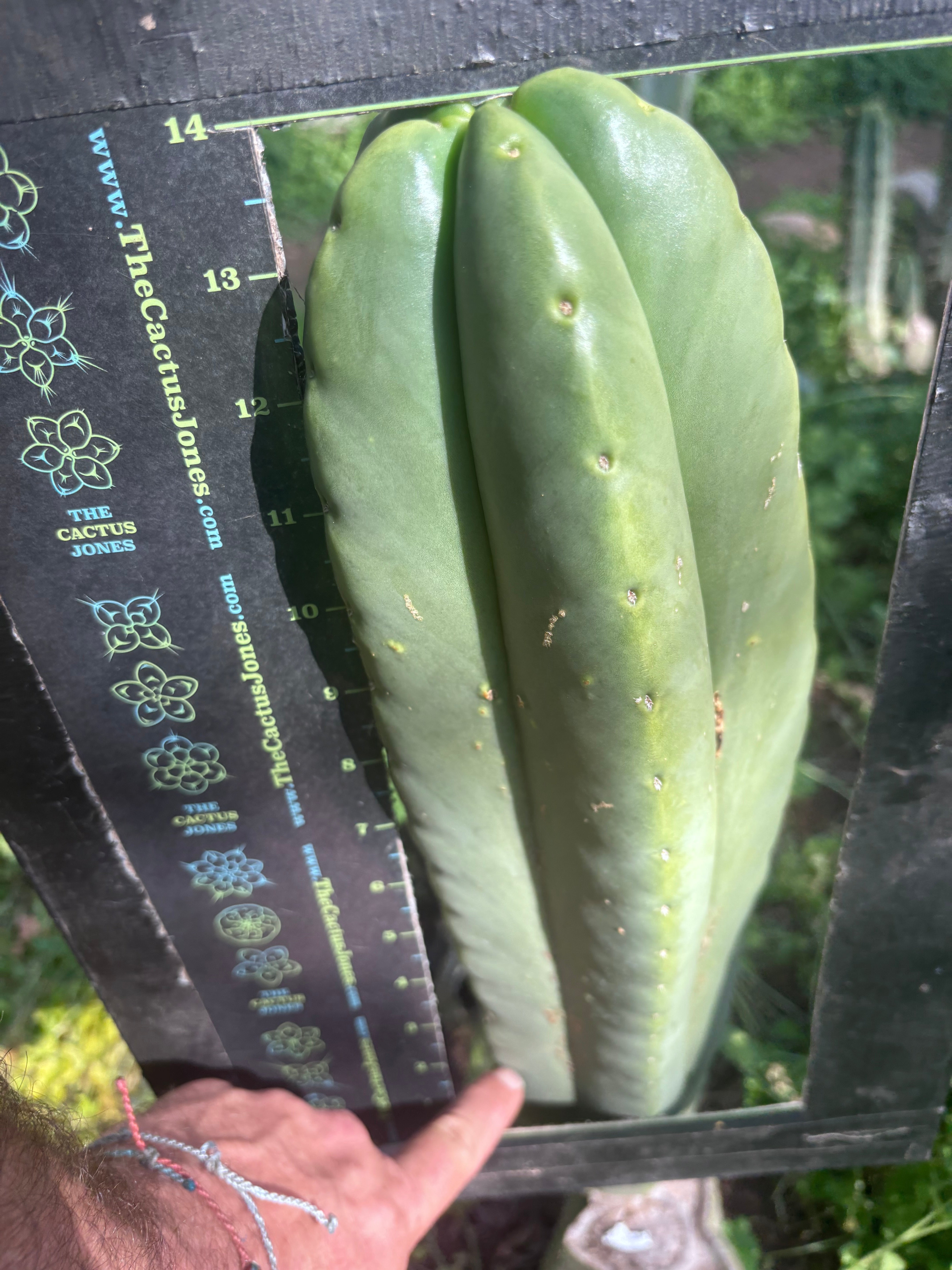 💎👑🌶️ Zulk — Massive XL 14” Tip
