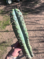 💎🌶️ NOM — XL 16” Tip