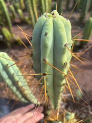 👑🌶️ Medicine Man — 14” Tip