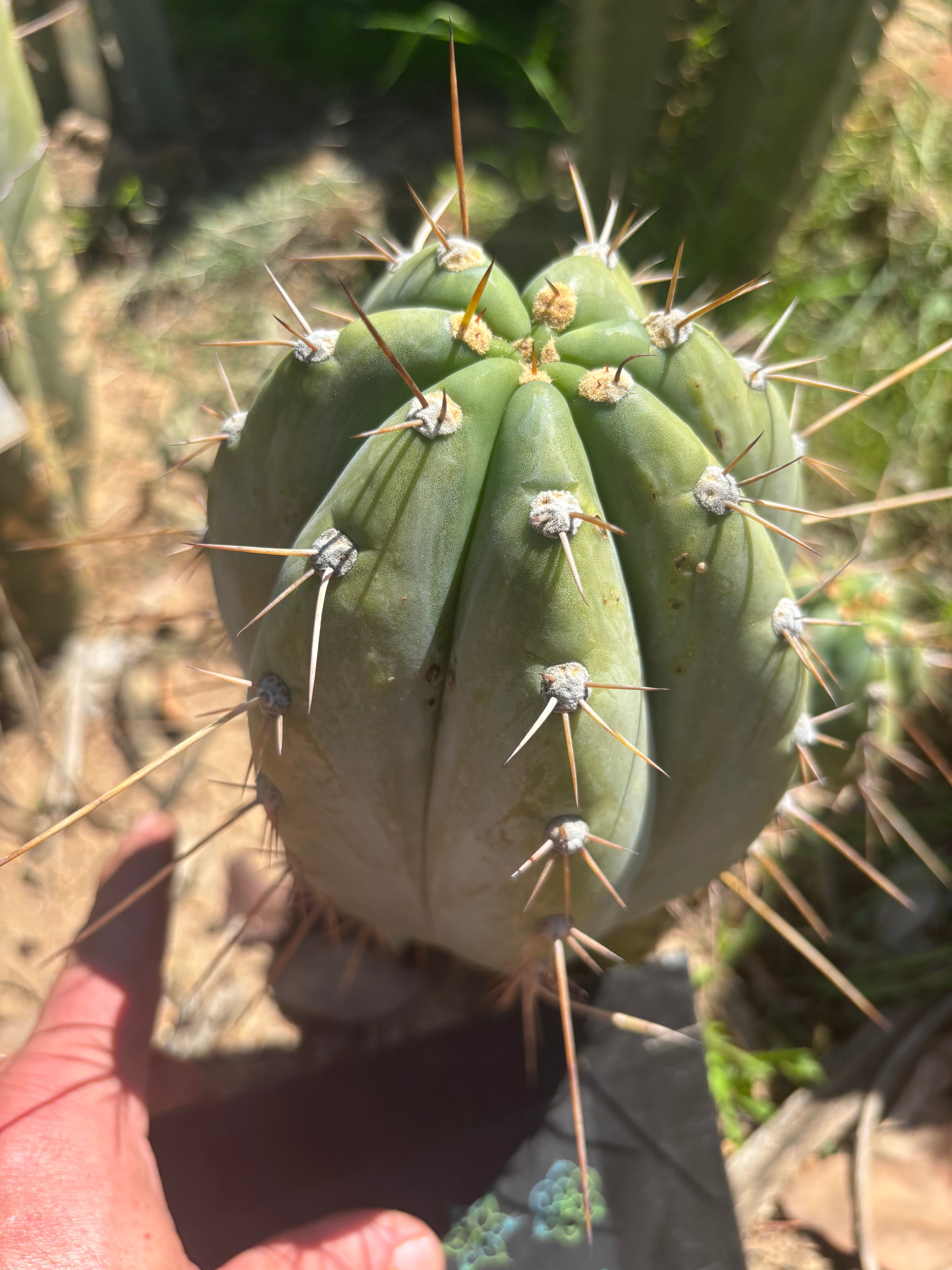 👑🌶️ CGG —  Melon Pup