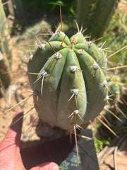 👑🌶️ CGG —  Melon Pup