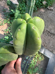 👑  Aussie Scop — Chubby 8” Pup