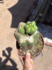 👑💎🌶️ CSD — Pupping Slab Graft (Rooted / Whole)