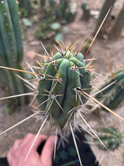 🌶️ Medicine Man x Validus — 10” Pup