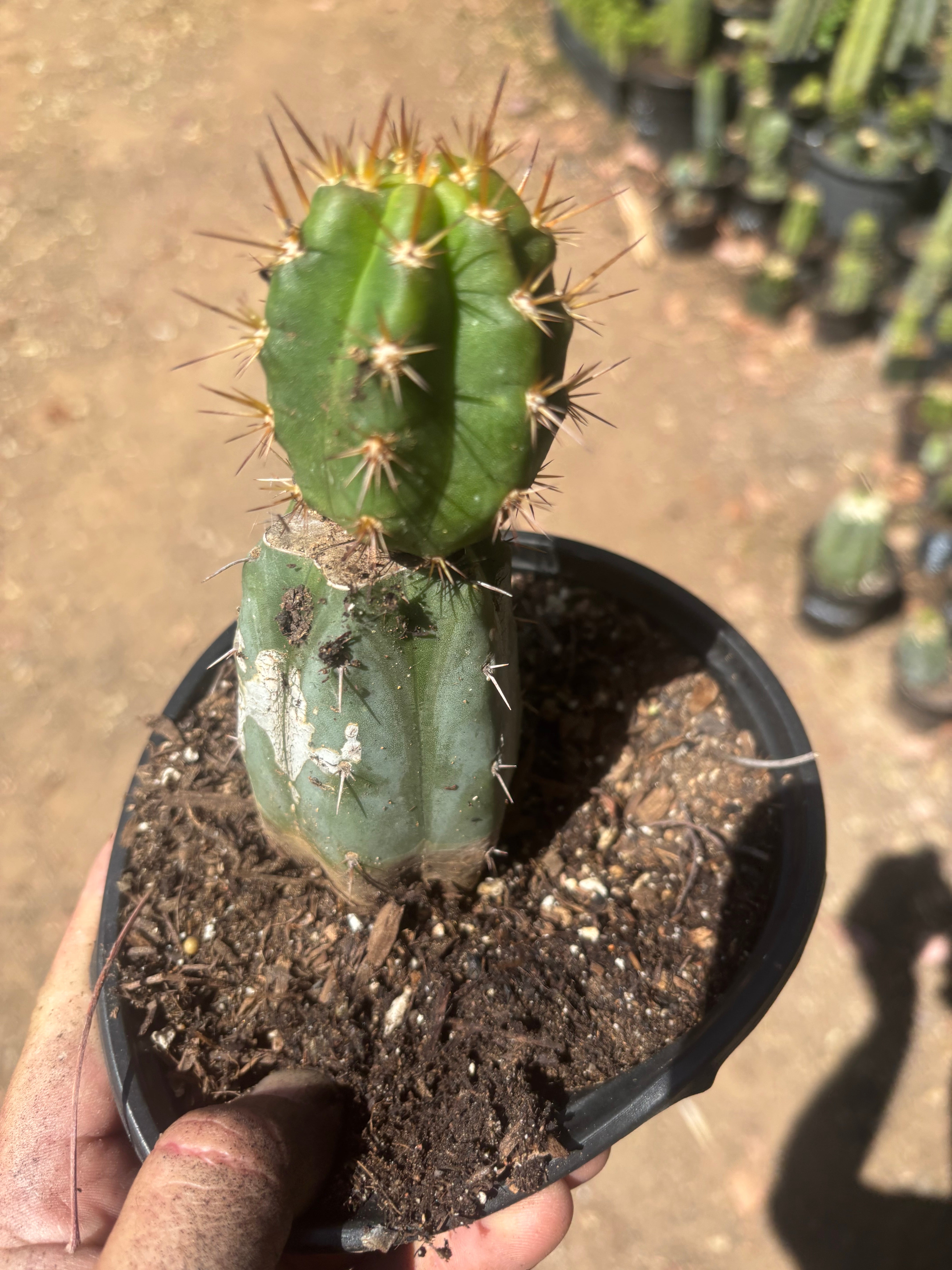 💎👑💎 Tulhuay — Rare Magenta Flower — Rooted Slab Graft w/ Pup