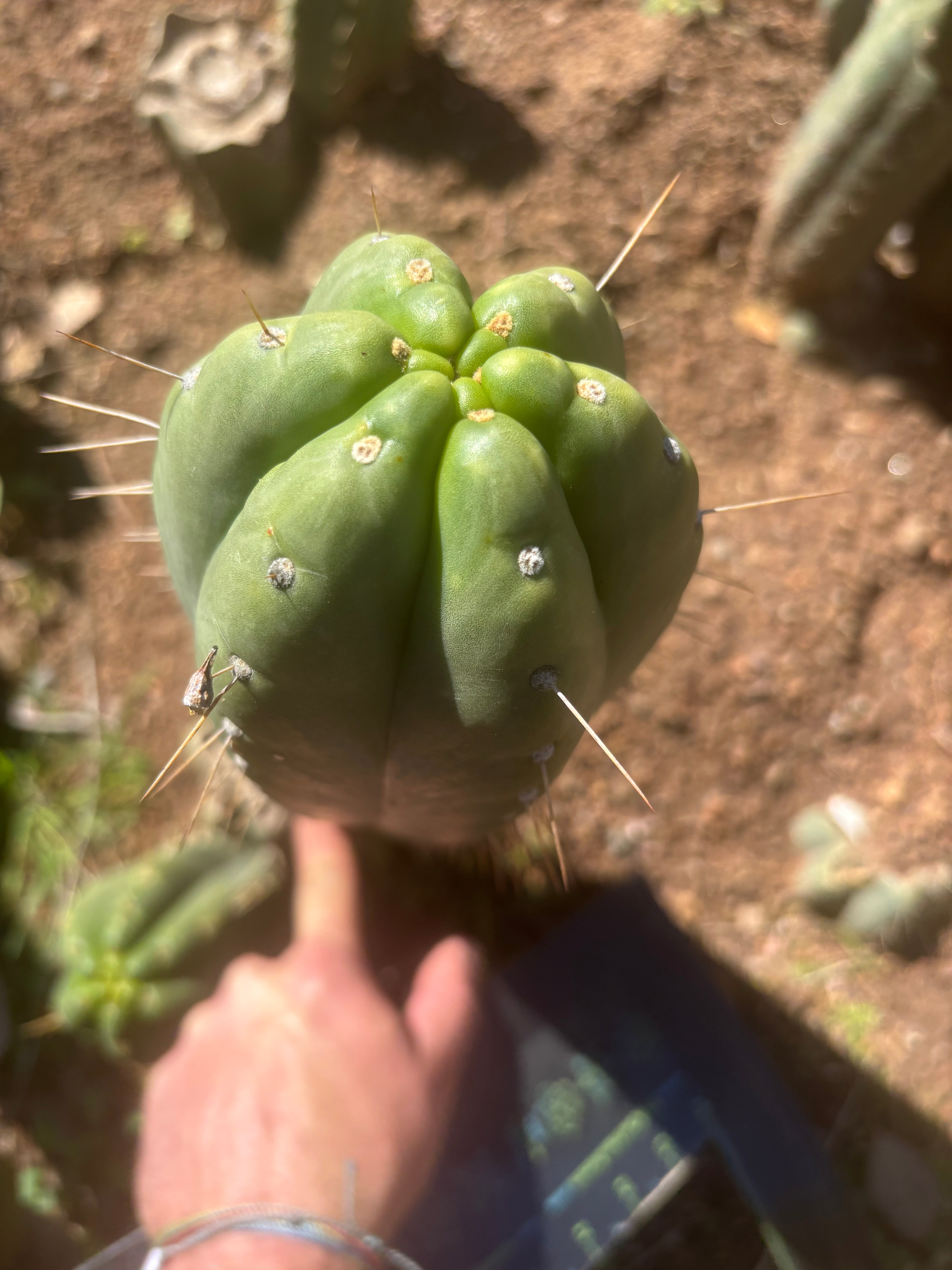 👑🌶️ Yowie — XL 13” Pup