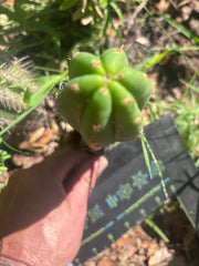 👑🌶️🌶️ KR04 — 8” Tip
