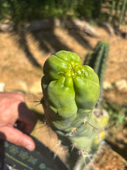 💎👑🐉 Bruce’s Dragon — Thick 8” Tip