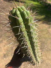 🌶️ SS02 x Kimura’s Spiny Giant   — XL 15” Pup