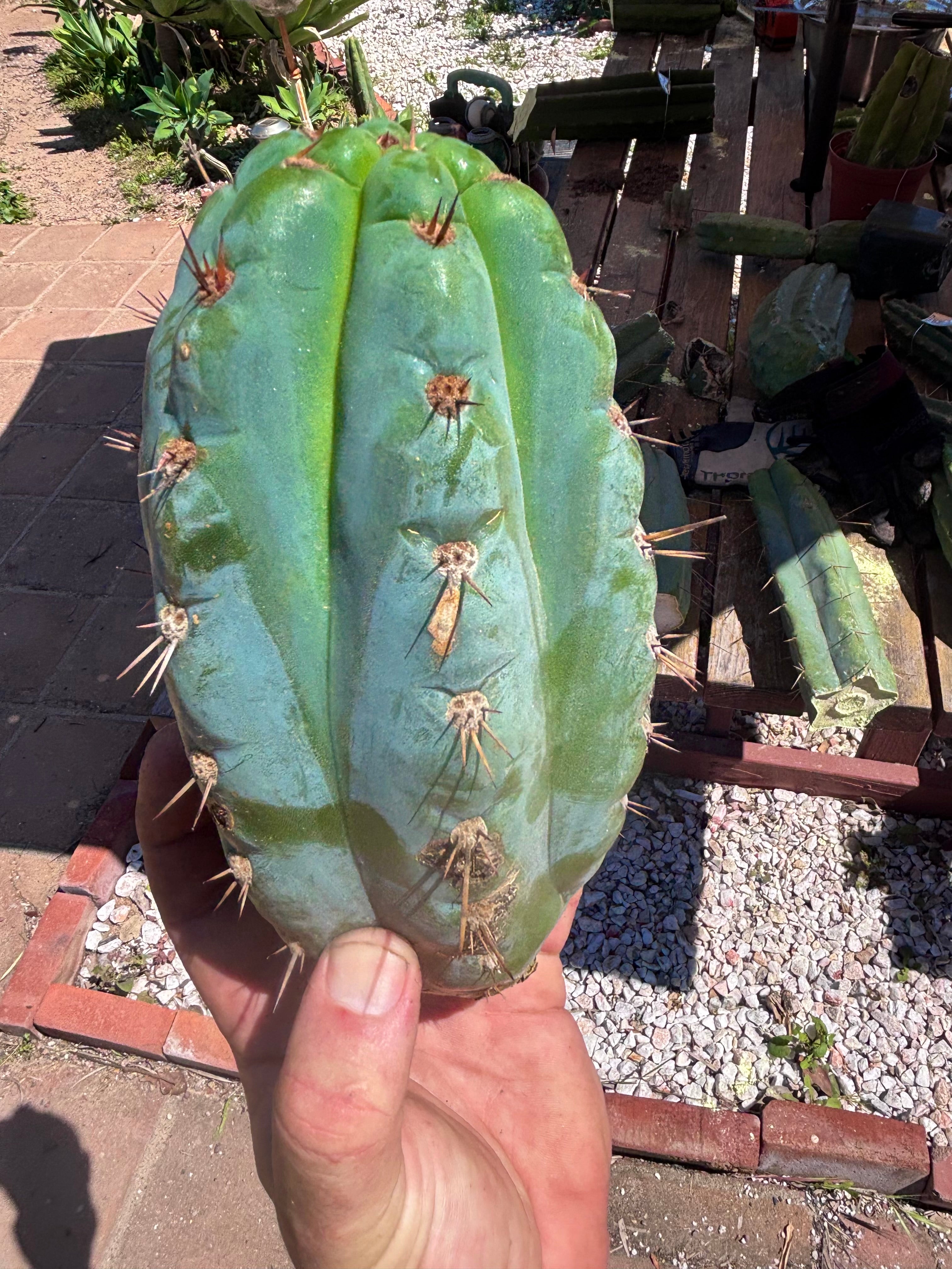 💎👑💎 Papa Smurf — Massive 9” Notch Melon