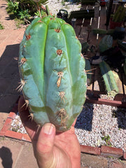 💎👑💎 Papa Smurf — Massive 9” Notch Melon