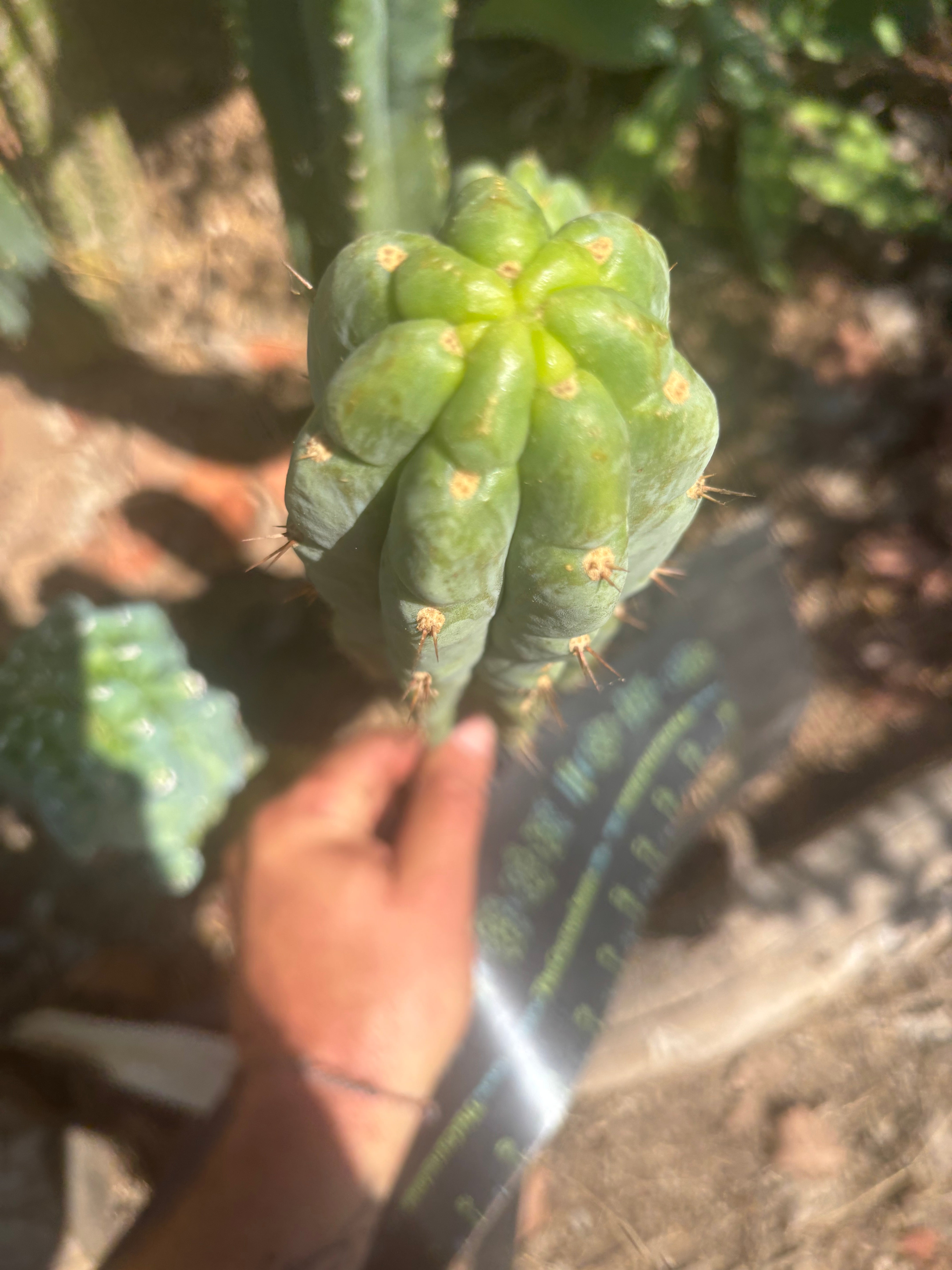 👑🌶️🌶️ Austy’s Bomb — 10.5” Pup