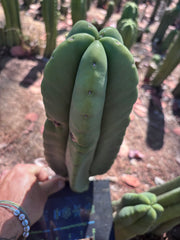👑🌶️ Zulk — XL FAT 12” Pup