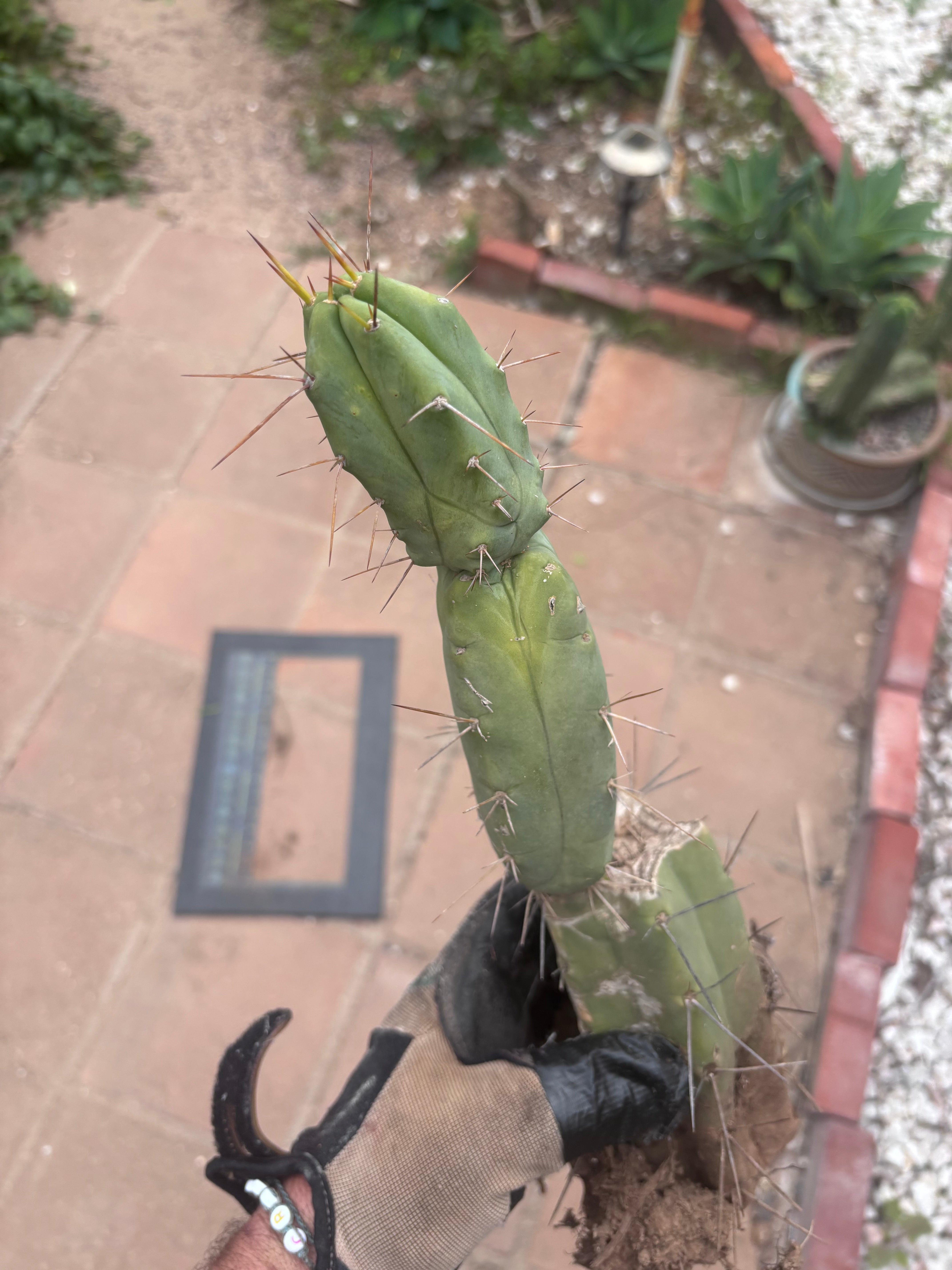 👑🌶️🌶️ Dulzura — Rooted 14”