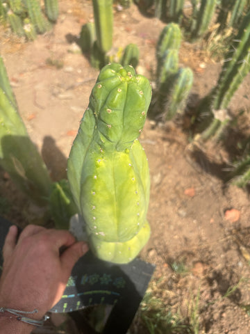 👑🌶️ Maipu — XL 13” Tip