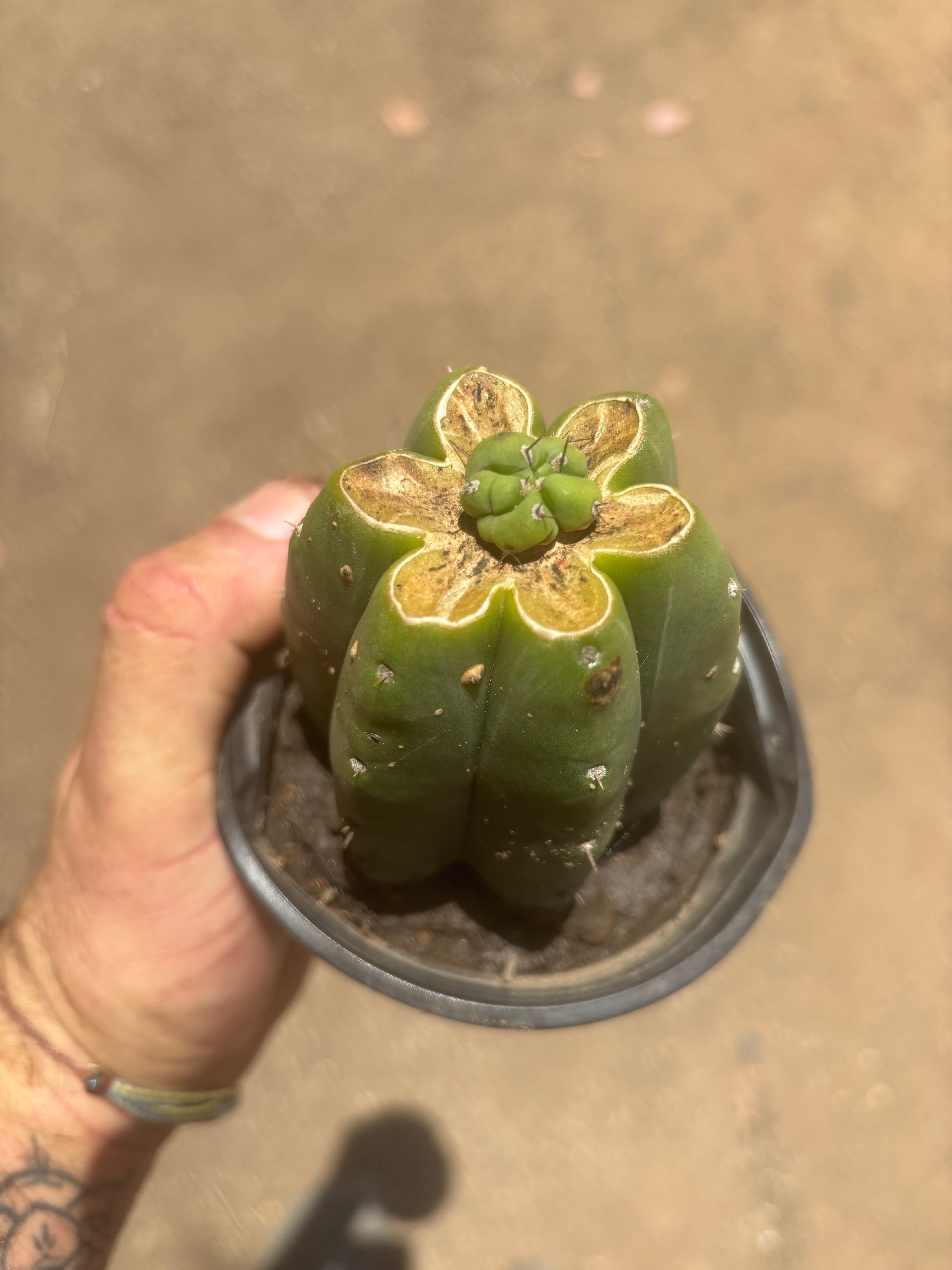 👑💎🌶️  CSD — Pup Graft on Rooted Pierre