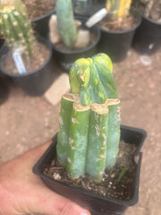 💎🔰 Crested & Variegated Myrtillocactus — Tip Graft