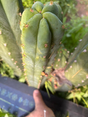 🌶️🌶️ NoidTwo — 11” Tip