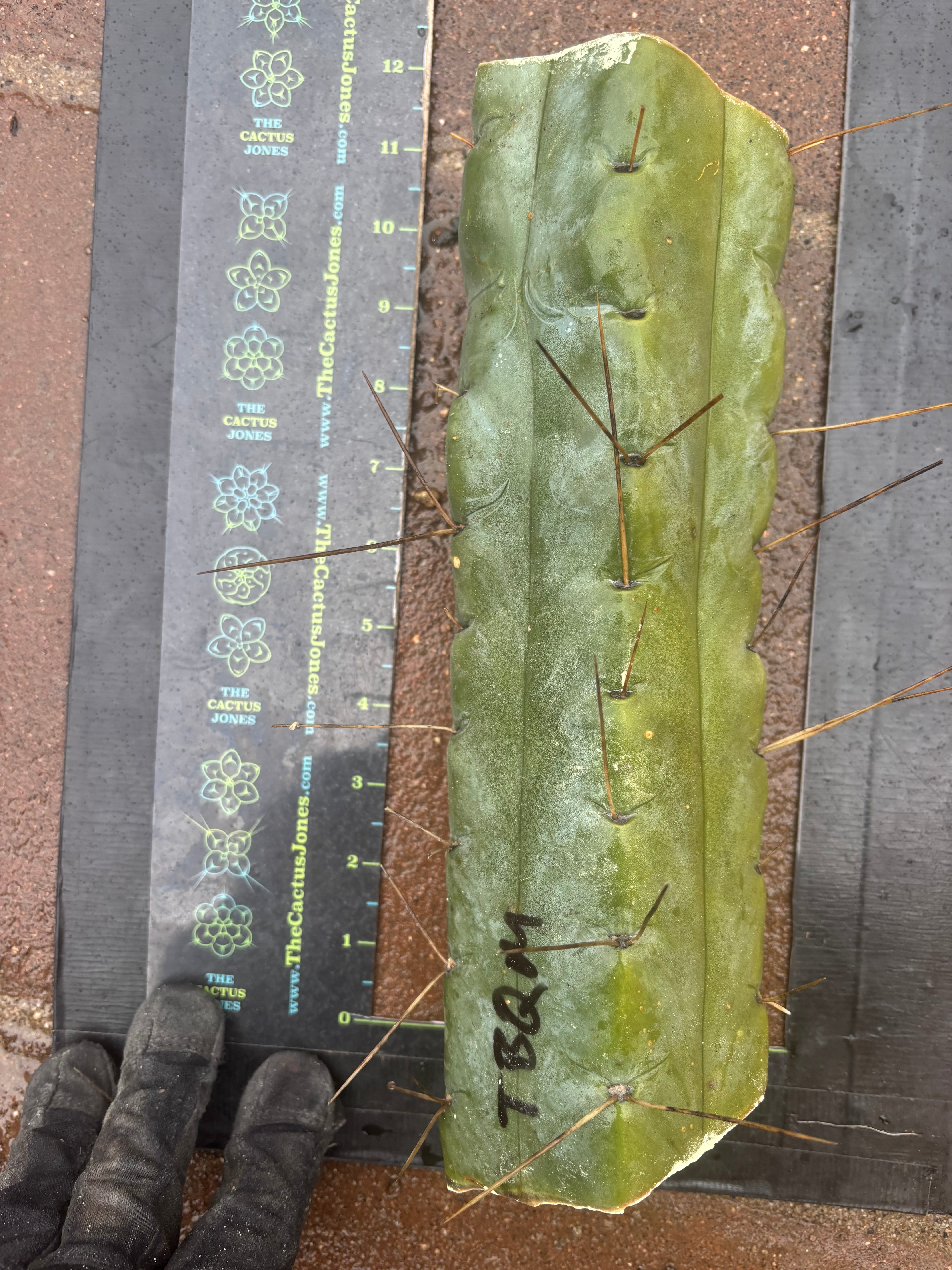 👑💎🌶️ TBQM  — Massive 12” Mid