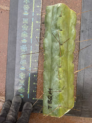 👑💎🌶️ TBQM  — Massive 12” Mid