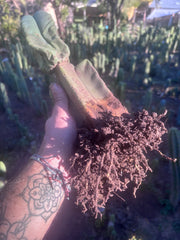 👑💎🌶️ Zulk — Rooted Mid with FourWang Pup